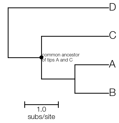 basic-tree-common-ancestor