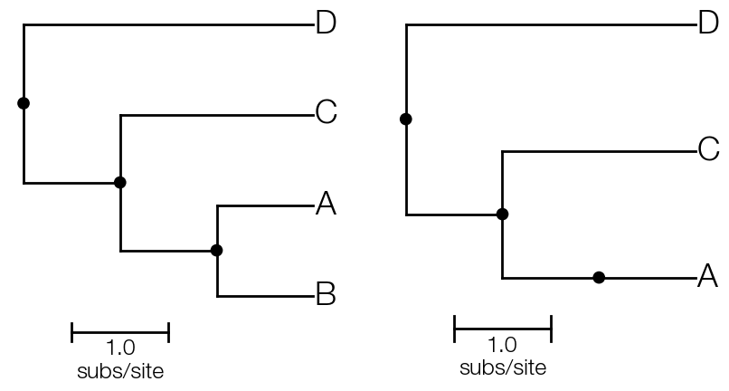 basic-tree-reduced