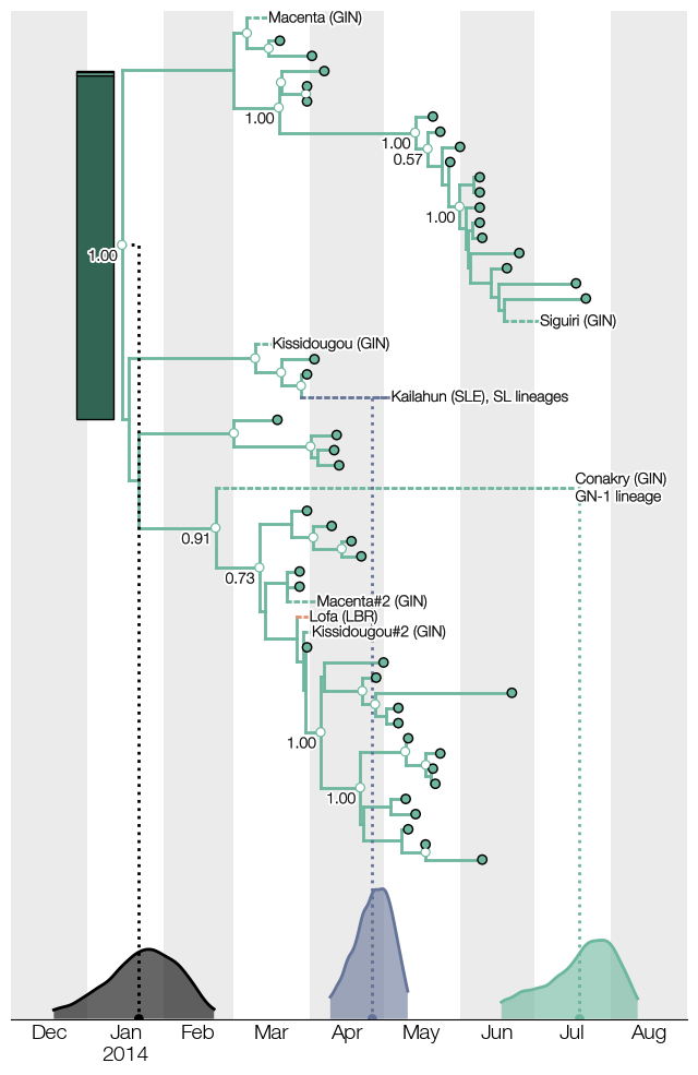 tmrca-hpd-tree