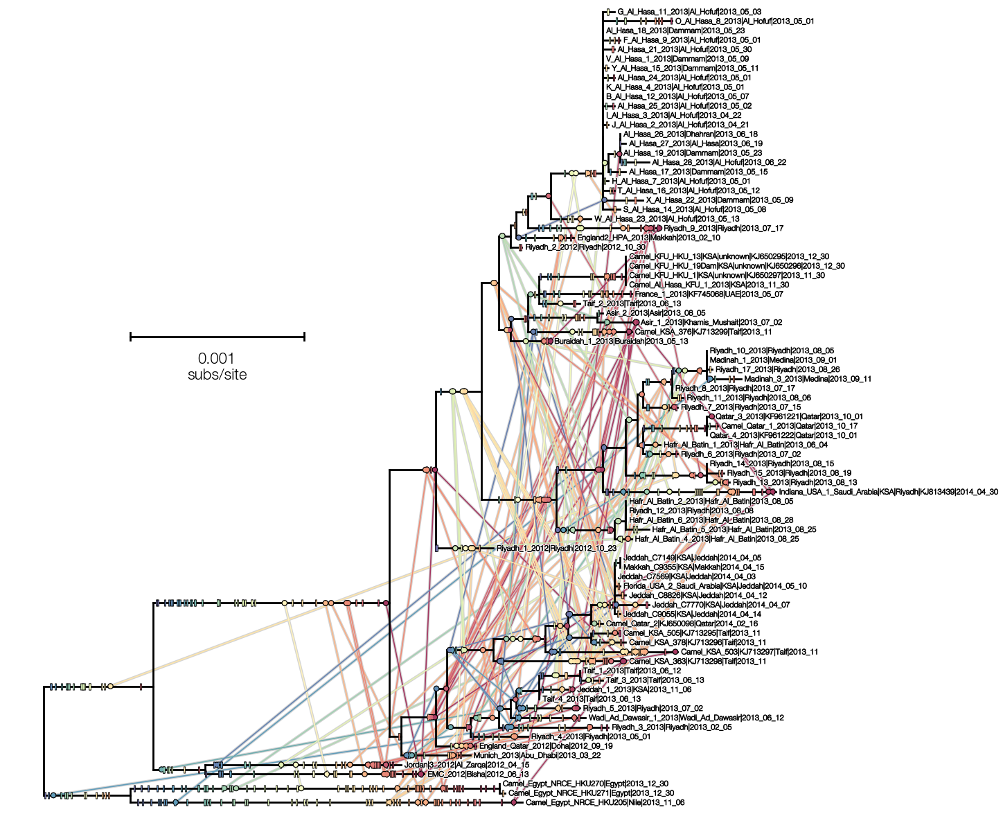 homoplasy-tree